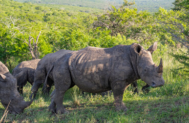 Nashörner im Naturreservat Hluhluwe Nationalpark Südafrika
