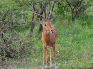 Impalas im Naturreservat Hluhluwe Nationalpark Südafrika