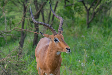 Impalas im Naturreservat Hluhluwe Nationalpark Südafrika