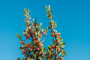 Coprosma montana, the pilo,  flowering plant in the family Rubiaceae, native to Hawaii. Haleakala National Park Maui