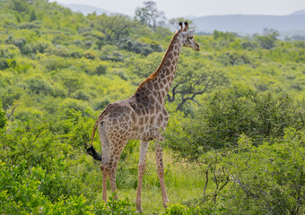 Giraffe im Naturreservat im Hluhluwe Nationalpark Südafrika