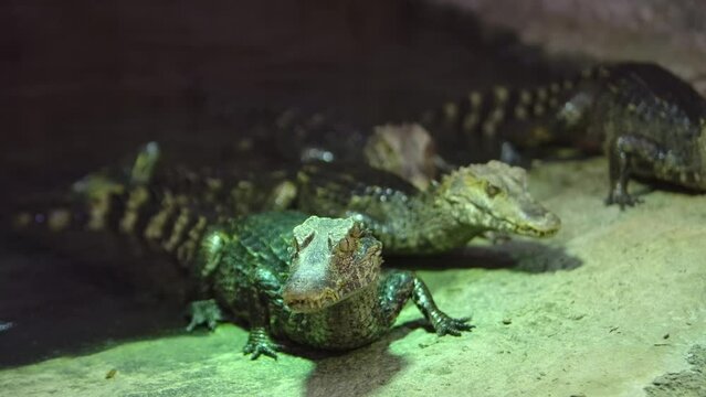 cuviers dwarf caiman lead sees something and group exits water