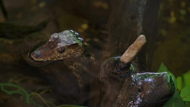 baby caiman waiting in creek for prey to pass by