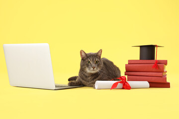Cute grey cat with graduation hat, laptop, books and diploma on yellow background. End of school...