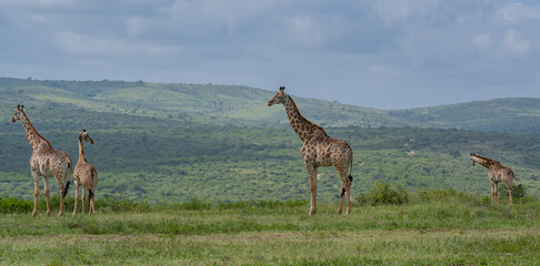 Giraffen im Naturreservat im Hluhluwe Nationalpark Südafrika