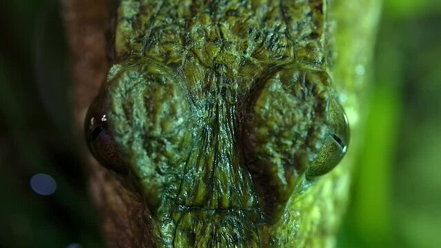 caiman macro overhead as it waits in pond