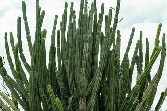 Afrikanischer Kaktus im Buschlandschaft vom Naturreservat Hluhluwe Nationalpark S&uuml;dafrika