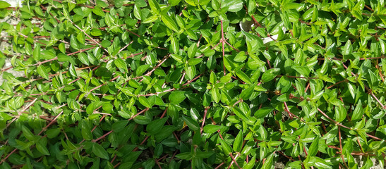 Wild plant grass, wild plant grass background 