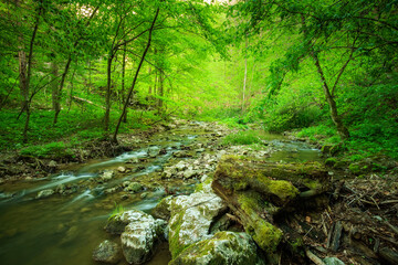Stream in the forest