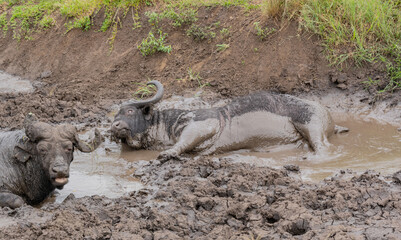 Kaffernbüffel im Schlammloch im Naturreservat Hluhluwe Nationalpark Südafrika