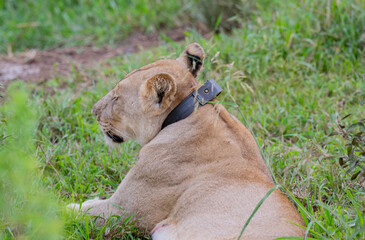 Löwin mit einem GPS Sender um Hals im Hluhluwe Nationalpark Südafrika