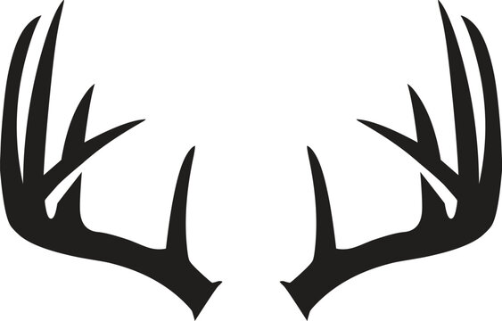 Deer antlers, mammal, wild animal, wildlife, vector, illustration in black color, isolated on white background