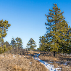 Devonian trail with conifer trees and brown grass  in winter season with low snow cover