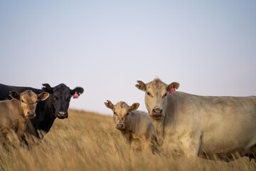 cow in a field at sunset on a summer in a dry drought in summer in australia on at agricultural farm