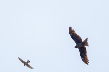 トビと争う美しいチョウゲンボウ（ハヤブサ科）。

日本国群馬県、利根川河川敷にて。
2024年2月24日撮影。

A beautiful Common Kestrel (Falco tinnunculus, family comprising Falco falcons)  in a dogfight with a kite.

At Tonegawa riverbed, Gunma, Japan