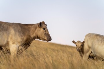 Fototapeta premium fat Beef cows and calfs grazing on grass in south west victoria, Australia. in summer grazing on dry tall pasture. breeds include angus and murray grey livestock