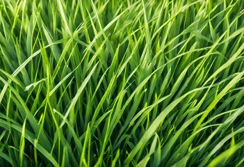 Fototapeta na wymiar Close up of grass in springtime. Generative AI
