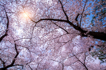 Cherry blossoms in full bloom, beautiful colors and the light of the sun