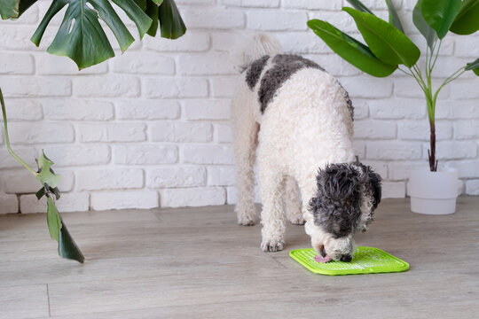 cute dog using lick mat for eating food slowly