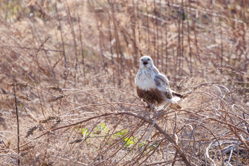 大あくびをする美しいケアシノスリ（タカ目）。

日本国群馬県、利根川河川敷にて。
2024年2月24日撮影。

A beautiful Rough-legged Buzzard (Buteo lagopus, family comprising the hawks) yawning loudly.

At Tonegawa riverbed, Gunma, Japan,
photo by Febr