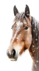 Close-up Portrait of Majestic Brown Horse in Snowy Weather