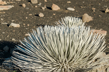 Haleakala silversword ( Argyroxiphium sandwicense subsp. macrocephalum ) is found on the mountain Haleakalā on the island of Maui