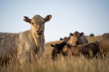 cows and calfs grazing on dry tall grass on a hill in summer in australia. beautiful fat herd of cattle on an agricultural farm in an australian in summer