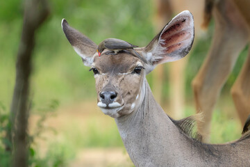 A Red-billed Oxpecker picking on the head of a Kudu female antelope for ticks, Kruger National Park.