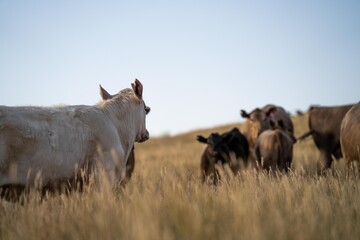 Close up of fat Angus and Murray Grey Cows eating long pasture in Australia at dusk