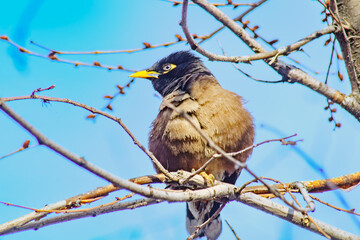 Locust Starling sitting on a tree