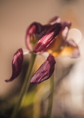 Textures and feelings of fading nature. Macro photos of old Tulips lossing its freshness with beautiful shapes. Artistic interpretation of death and getting old, its beauty.
