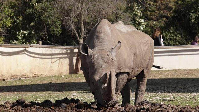 rhinocéros, en gros plan, dans un parc