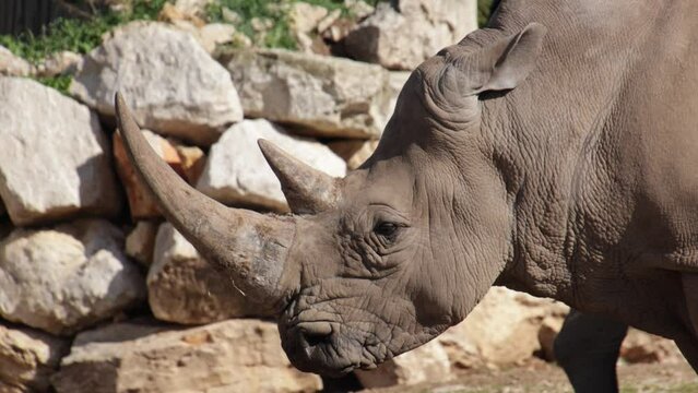 gros plan sur la tête d'un rhinocéros blanc