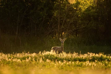Foto op Plexiglas European roe deer (Capreolus capreolus) on the meadow © Aqeel