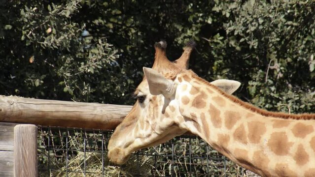 girafe en train de manger, en gros plan, dans un parc animalier