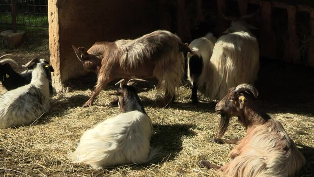 plusieurs chèvres dans un enclos d'un parc animalier