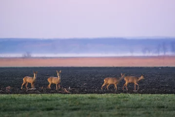 Foto op Canvas Group of European roe deer - Capreolus capreolus on morning field © Aqeel