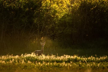 Fotobehang European roe deer (Capreolus capreolus) on the meadow © Aqeel