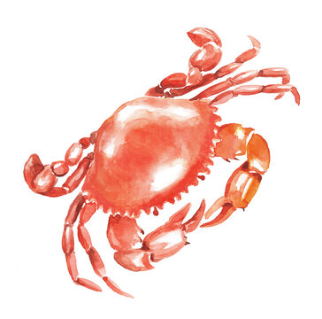 Watercolor hand painted illustration of  crab ,  red crabs , crustacean, seafood , crawfish, watercolor, food illustrations