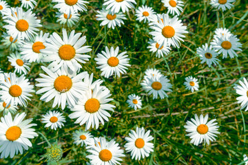 pattern of field daisies on a sunny day