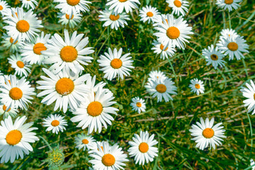 Fototapeta premium pattern of field daisies on a sunny day