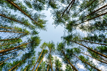 bottom view of tall pine trees in the forest against the sky and clouds