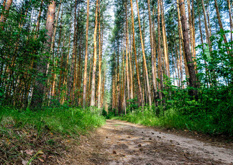 tall pine trees and a road in a forest without people
