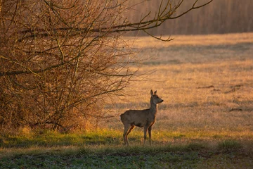Schilderijen op glas Female European roe deer - Capreolus capreolus on morning field © Aqeel