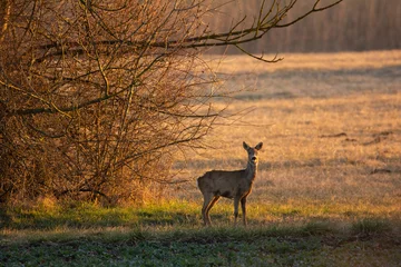 Fotobehang Female European roe deer - Capreolus capreolus on morning field © Aqeel