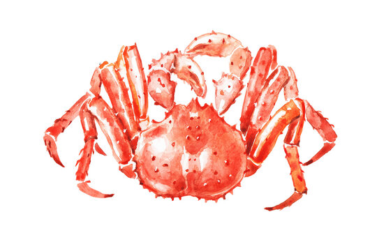 Watercolor hand painted illustration of  crab ,  red crabs , crustacean, seafood , crawfish, watercolor, food illustrations