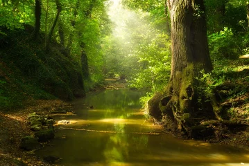Foto op Plexiglas Flowing stream in the autumn forest © Aqeel