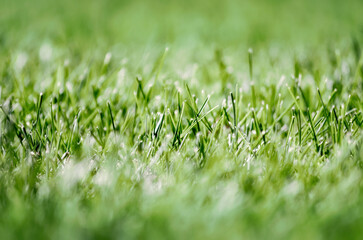 green fresh grass lawn close up