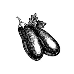 Hand drawn sketch vegetable eggplants. Eco food. Vector vintage black and white illustration
