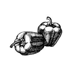 Hand drawn sketch vegetable peppers. Eco food. Vector vintage black and white illustration